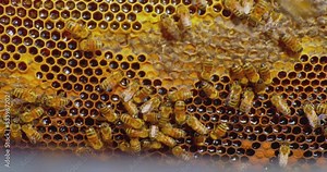 beekeeping. A crowd of bees work on the combs in the hive.closeup.