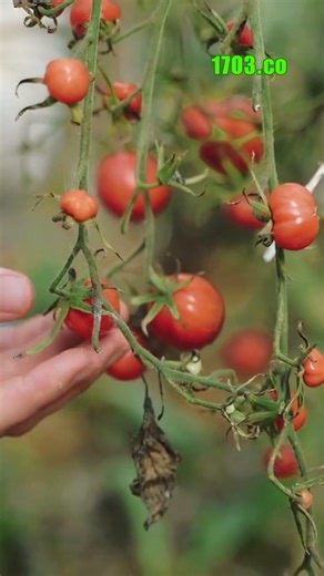 Discover the Perfect Timing in Crop Harvesting!