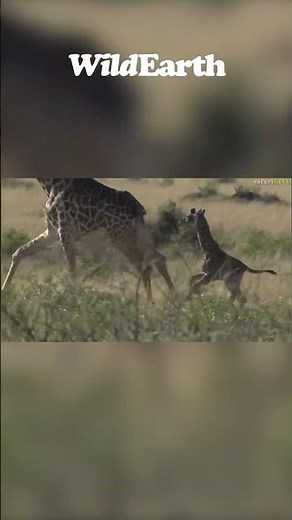 See how this newborn baby Giraffe runs!