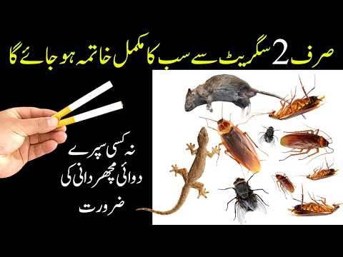 Get rid of rats, Mosquito, cockroach, lizard with homemade spray|powerful insects killer remedy