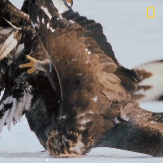 With a wingspan of almost 8 feet, Golden eagles are so large, they are known in some parts of the U.S. to kill lambs. | National Geographic TV