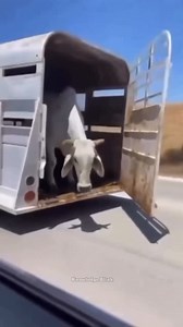 605K views · 7.6K reactions | Zebra Stripes on Cows #zebra #cow #experiment #wildlife #animals #facts #information #viral #reels #trending #trendingreels #reelsinstagram #shorts | Prashant Verma | Facebook