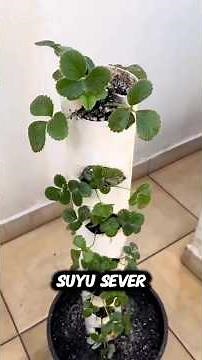 HOME STRAWBERRY GROWING GUIDE | How to Grow Strawberries on Your Balcony? 🍓 #plants #strawberries
