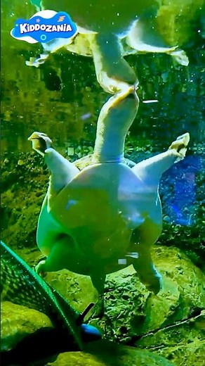 Hunter Meets a Softshell Turtle | Amazing Turtle Encounter for Kids