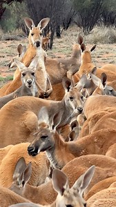 Our version of a family Christmas dinner. With our beloved kangaroos. Eating yummy food. Just being together.🧡 | The Kangaroo Sanctuary Alice Springs