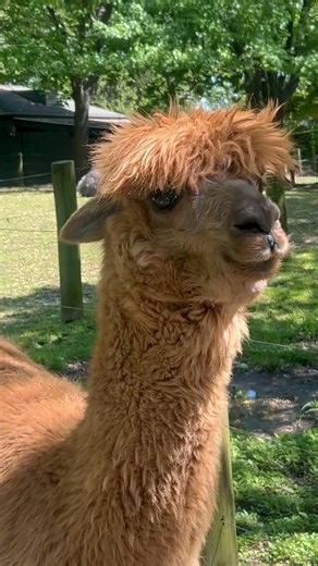 #Alpaca o llama, cuál es la diferencia? Todas se parecen | Diego Becerra