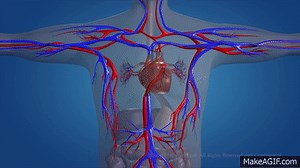Human Circulatory System on Make a GIF