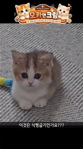 식빵 굽는 고양이 심장 주의하세요…#먼치킨 #아기고양이 #고양이브이로그 #고양이영상 #고양이식빵 #귀여운고양이