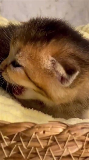 Tiny Kitten Meowing Loudly 😺🎶💖 You Can’t Stop Smiling! #FunnyCats #KittenSounds #PetLovers