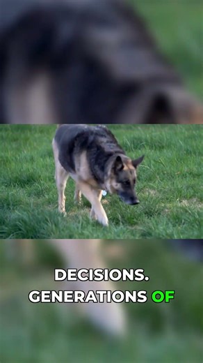 German Shepherd: Built to Work and Observe #germanshepherd #shorts