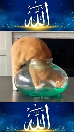 #cat