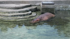 Zoo Park Images – Browse 648,929 Stock Photos, Vectors, and Video