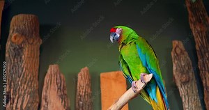 Colorful Lesser Military Macaw with striking plumage preens on tree branch Lesser Military Macaw testament to ecological wonders. Lesser Military Macaw embodying exotic bird splendor.
