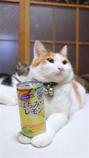 すっきりとはちみつレモン 260418 #のせ猫 #cat #cute #ネコ #cutecat #ねこ #猫のいる暮らし #kitten #kitty #猫