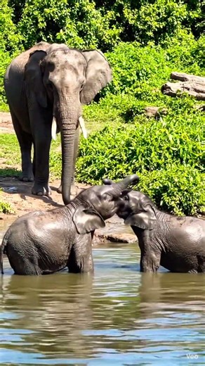 Splash, play, repeat! Baby elephants having the best time ever 🐘💦✨