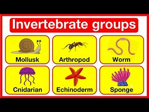 What are INVERTEBRATES? 🤔 | Learn about invertebrate groups with examples