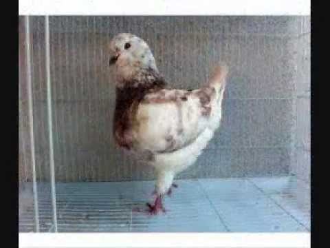 Pigeon Breed: The Modena Various Colors and Patterns / WWW.DonsPigeons.Com