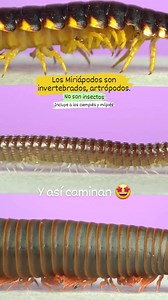 Miriápodos Son popularmente conocidos como ciempiés (quilópodos) o milpiés (diplópodos) y se conocen al rededor de 16.000 especies, algunas venenosas, la mayoría inofensivas. Poseen un cuerpo alargado y segmentado, con muchos pares de patas. Se los encuentra en rincones oscuros y con bastante humedad, por ejemplo bajo piedras, hojas y troncos. También pueden encontrarse en ambientes domésticos. ¿Los has visto? | Alternatus Uruguay