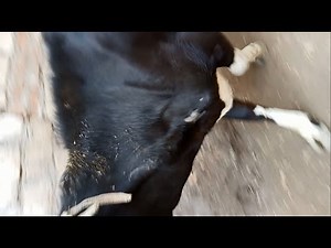 Seton for treatment of shoulder dislocation