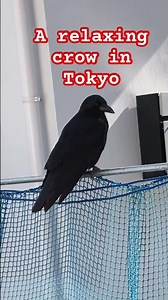 A relaxing crow in Tokyo. There is a big number of them here. #japanesewildlife #birdwatching