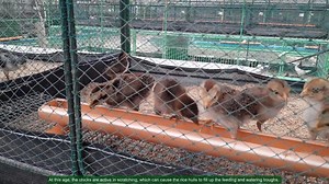 54K views · 1.3K reactions | This guide provides detailed instructions for taking care of and managing chicks aged one to three weeks in a fireless brooder. It covers all the essential aspects, including feeding, watering, temperature control, and general hygiene practices to ensure the chicks grow healthy and strong. The instructions are straightforward and easy to follow, making it an ideal resource for novice poultry farmers. | Philippine Native Chicken | Facebook