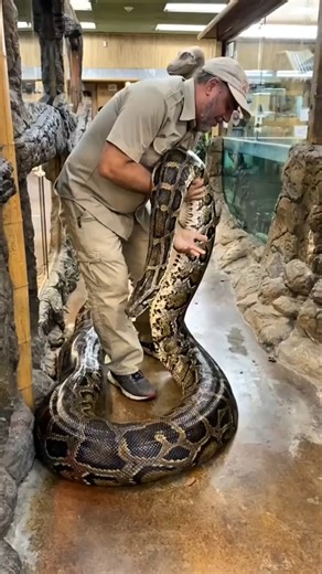 Incredible animals transformation #shorts #ytshorts #transformation #animals #pets #dog