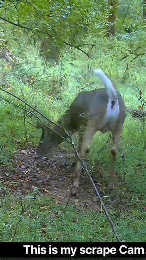 Somebody’s been scraping in MY scrape! #whitetail #buck #hunting #trailcam