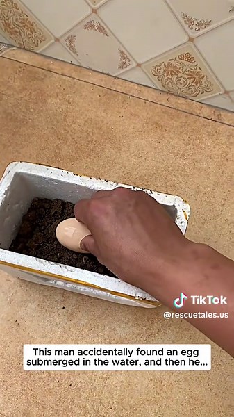 #goose #babygoose #animals #animalsoftiktok