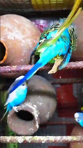 Birds Egg & Baby Birds Care Tips for Safe Nesting #BirdsEgg #babybirds #birdnesting