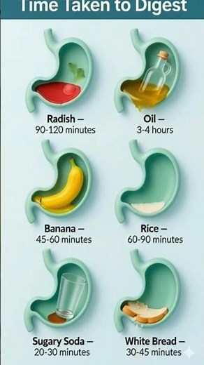 How Long Does Food Take to Digest? | Digestion Time Explained