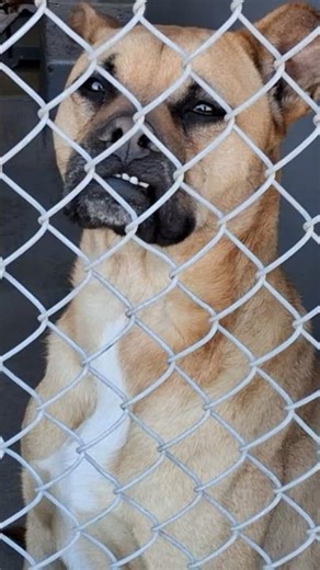 Boxer dumped in backyard finds hope at last #rescuedog #shelterdog #emotional