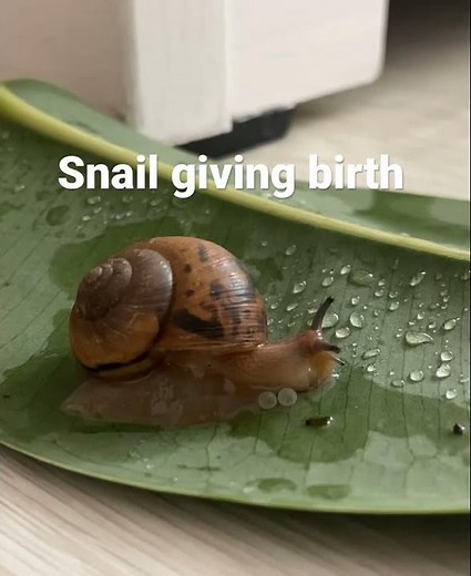 Snail giving birth