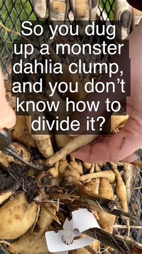 Monster Dahlia Tuber Clump?! I Got You 👇