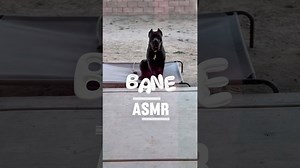 Relaxing with a giant cane corso dog's ASMR sounds