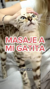 72K views · 1.2K reactions | Un masaje relajante a Nina凉懶 #asmr #cat #asmrcat #asmrmassage #asmrsound #massage | Ale ASMR | Facebook