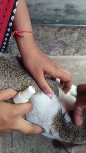 How to cure cat wound at home Skinheal pet spray #cat #pet #skinheal #petcare