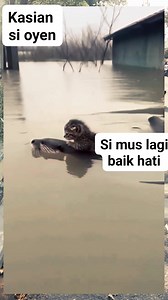 Musang atau linsang penyelamat baby oyen #animals #fyp #vidioviral #semuaorang #sorotan | Mas Kan Bae