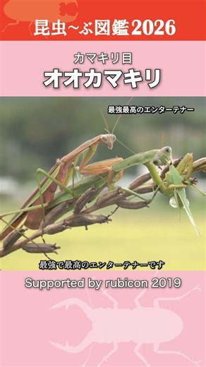 【昆虫図鑑2026】オオカマキリ最強伝説！秋に見せる驚異の生態と弱肉強食の世界 #asmr #4K #オオカマキリ #昆虫観察日記2026 #自然観察 #皆口裕子 #進藤尚美 #japan
