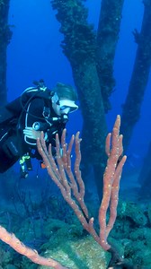 Dive Site Feature! During our time at ScubaBoard Invasion in Bonaire, we had the chance to dive the iconic Salt Pier! This site was closed for most of the week due to a ship docked at the pier, but it reopened just in time for us to squeeze in a couple of incredible dives. The Salt Pier is a unique dive site and it is actually a working pier for Cargill Saltworks transportation. Extending right from shore, it offers great diving opportunities both day and night, accessible by shore or dive boat.