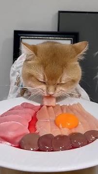 Cats take food as the most important thing in the world