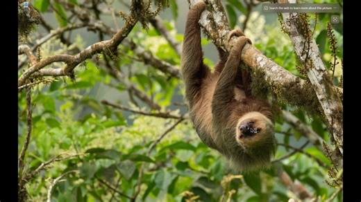微软在 Bing 壁纸应用中添加了“点击桌面打开 Bing”功能，然后意外地在 Windows 11 中隐藏了关闭该功能的选项。 --- Microsoft a