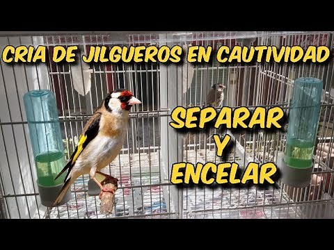 CRIA DE JILGUEROS EN CAUTIVIDAD | SEPARAR Y ENCELAR