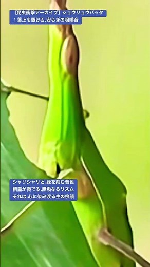 【昆虫衝撃アーカイブ】ショウリョウバッタ：葉上を駆ける、安らぎの咀嚼音#昆虫図鑑 #昆虫観察 #昆虫撮影 #昆虫採集 #stagbeetle #undaze #asmr #insects #4k