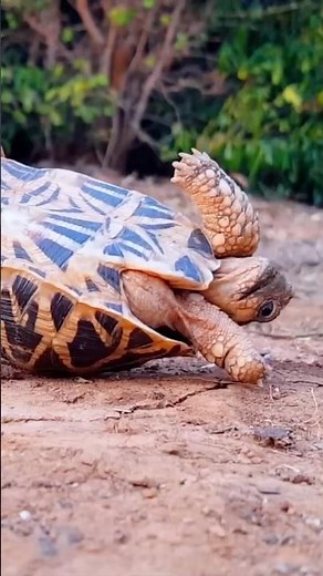 What Happens If a Turtle Flips on Its Back? #dreamypaws #turtle #animalfacts #facts
