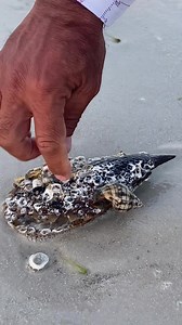 162K views · 6.4K reactions | Wildlife Wednesday/ Banded Tulip Shell | Captain Brian On The Water - Sanibel/Captiva Tours | Facebook