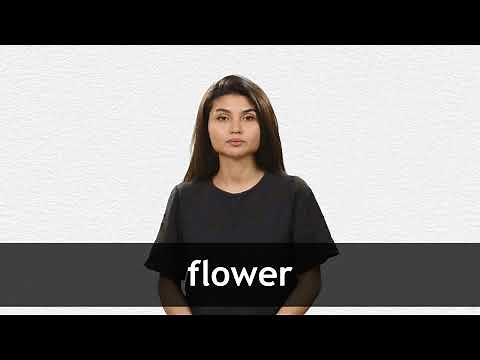 How to pronounce FLOWER in American English