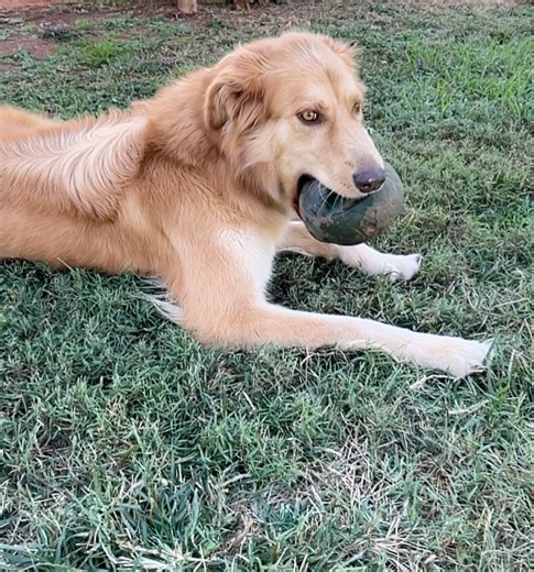 Humane Society of Forsyth County, GA on Reels