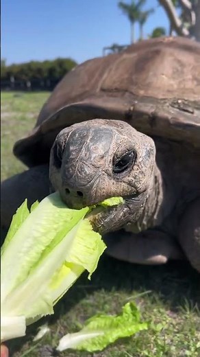 Cute Turtles Compilation 🐢