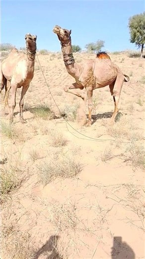 “Look at the beautiful scene of the desert camels.”
