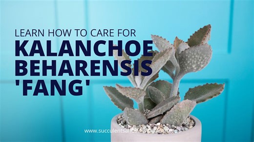 Why Kalanchoe beharensis ‘Fang’ Will Be Your New Favorite Succulent